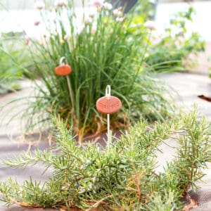 Close-up of two different herb plants in a garden, each marked with a small oval plant label on a metal stake.